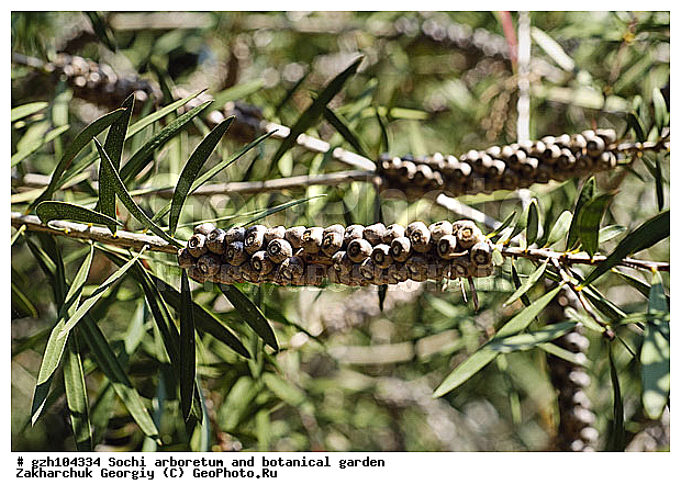 Callistemon, ������ ������ � ���������� ��� �������������� ��������� ������������ � �������������� �������, ����������, ������������� ����, ������, ����, zzz
