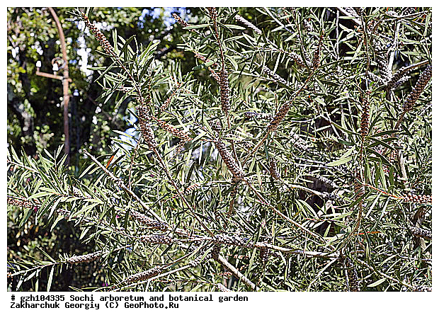 Callistemon, ������ ������ � ���������� ��� �������������� ��������� ������������ � �������������� �������, ����������, ������������� ����, ������, ����, zzz