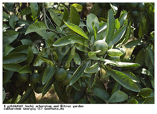 ������ ������ � ���������� ��� �������������� ��������� ������������ � �������������� �������, ������������� ����, ��������, ������, ����, zzz, ������, ������ ��������, �����, ���������� ��������, ������������ ��������, ������������ ��������, ������� ��������, �����, ������, ����, �����, XYZ, �������, Rutaceae, ��������, ������ ��������, Citrus reticulata, �������