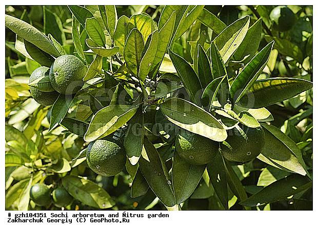 ������ ������ � ���������� ��� �������������� ��������� ������������ � �������������� �������, ������������� ����, ��������, ������, ����, zzz, ������, ������ ��������, �����, ���������� ��������, ������������ ��������, ������������ ��������, ������� ��������, �����, ������, ����, �����, XYZ, �������, Rutaceae, ��������, ������ ��������, Citrus reticulata, �������