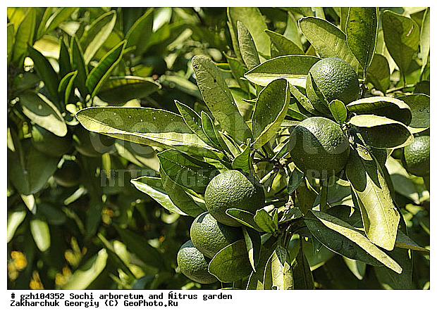 ������ ������ � ���������� ��� �������������� ��������� ������������ � �������������� �������, ������������� ����, ��������, ������, ����, zzz, ������, ������ ��������, �����, ���������� ��������, ������������ ��������, ������������ ��������, ������� ��������, �����, ������, ����, �����, XYZ, �������, Rutaceae, ��������, ������ ��������, Citrus reticulata, �������