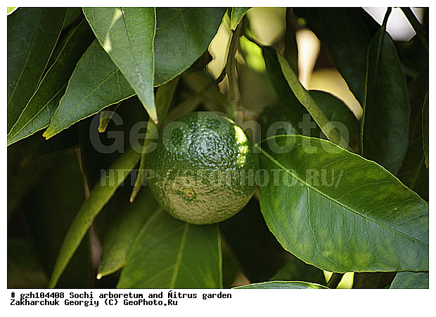 ������ ������ � ���������� ��� �������������� ��������� ������������ � �������������� �������, ������������� ����, ������, ��������, ����, zzz, ������, ������ ��������, �����, ���������� ��������, ������������ ��������, ������������ ��������, ������� ��������, �����, ������, ����, �����, XYZ, �������, Rutaceae, ��������, ������ ��������, Citrus reticulata, �������