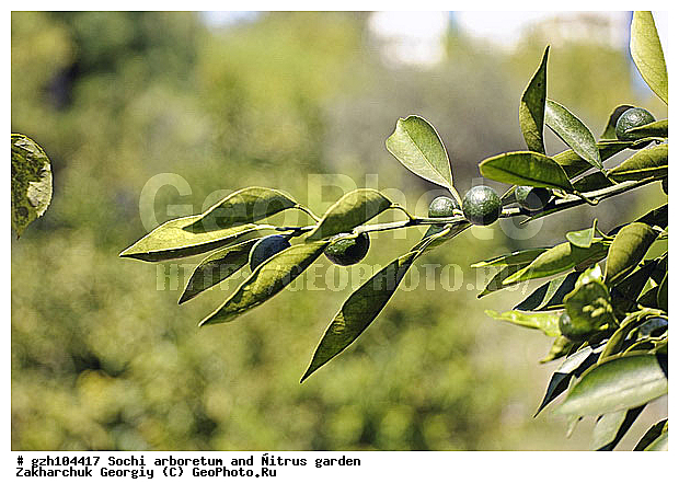 ������ ������ � ���������� ��� �������������� ��������� ������������ � �������������� �������, ������, ������������� ����, ������, ����, zzz, ������, ������ ��������, �����, ���������� ��������, ������������ ��������, ������������ ��������, ������� ��������, �����, ������, ����, �����, XYZ, �������, Rutaceae, ������ ��������, ������ �������, ������ ��������, �������, ������, Citrus japonica, Citrus x aurantium, Citrus hindsii, Citrus inermis, Citrus japonica, Citrus kinokuni, Citrus madurensis, Citrus margarita, Citrus x nobilis, Fortunella chintou, Fortunella crassifolia, Fortunella hindsii, Fortunella japonica, Fortunella margarita, Fortunella obovata, Fortunella venosa, �������