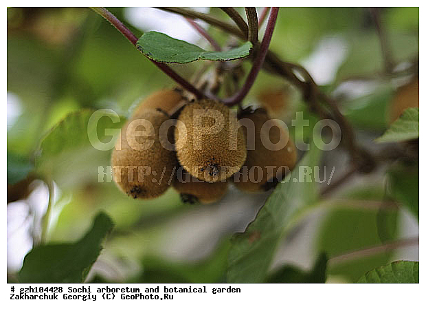 Actinidia chinensis, Actinidia deliciosa, ����, ��� ��������� ���������, ��� ��������� ������������, ��� ���������, zzz, ��������, �����, ������ ��������, ���������� ��������, ������� ��������, ������� ��������, ����, �����, �����, �����, XYZ, ������������, Actinidiaceae, ��������� ������������, ��������� �������, ����, Actinidia deliciosa, Actinidia chinensis var. deliciosa, Actinidia chinensis var. hispida, Actinidia latifolia var. deliciosa, ��������, �����, ������ ��������, ���������� ��������, ������� ��������, ������� ��������, ����, �����, �����, �����, XYZ, ������������, Actinidiaceae, ��������� ������������, ��������� �������, ����, Actinidia deliciosa, Actinidia chinensis var. deliciosa, Actinidia chinensis var. hispida, Actinidia latifolia var. deliciosa, �������