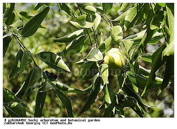 ������ ������ � ���������� ��� �������������� ��������� ������������ � �������������� �������, ������������� ����, ������, ����, zzz, ������, ������ ��������, �����, ���������� ��������, ������������ ��������, ������������ ��������, ������� ��������, �����, ������, ����, �����, XYZ, ����������, Ƹ��������, ����������, Rhamnaceae, ������� ���������, ����� ���������, ����� ������������, ����� �����, ���� ���������, ��������� �����, ��������, �����, ����, ������, Ziziphus jujuba, �������