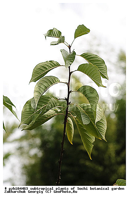 Prunus serrulata, ����� ��������������, ������, �������, ������������ �����, ��������, ������, �������, ��������, ������ ��������, �����, ���������� ��������, ������������ ��������, ������������ ��������, ������, �����, XYZ, ������������, �������, �����������, Rosaceae, ������, ����� ��������������, ����� ��������������, ������� ��������������, Prunus serrulata, �������