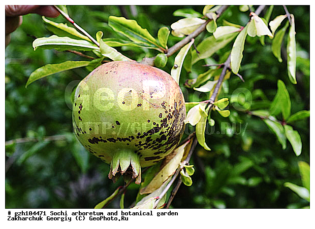 ������, ������ ������ � ���������� ��� �������������� ��������� ������������ � �������������� �������, ������������� ����, ������, ����, zzz, ������, ������ ��������, �����, ���������� ��������, ������������ ��������, ������������ ��������, ������� ��������, �����, ������, ����, �����, XYZ, �������������, Lythraceae, ������ ������������, ���������� ������, ���������, Punica granatum, �������