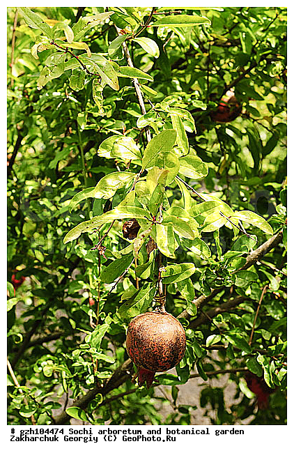 ������, ������ ������ � ���������� ��� �������������� ��������� ������������ � �������������� �������, ������������� ����, ������, ����, zzz, ������, ������ ��������, �����, ���������� ��������, ������������ ��������, ������������ ��������, ������� ��������, �����, ������, ����, �����, XYZ, �������������, Lythraceae, ������ ������������, ���������� ������, ���������, Punica granatum, �������