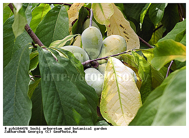 Asimina, �������, �������, ������������ �������������� ��� ��������� ���������, ��� �������� ��������� ��������� �������, zzz, ������, ������ ��������, �����, ���������� ��������, ������������ ��������, ������������ ��������, ������� ��������, �����, ������, ����, �����, XYZ, ���������, Annonaceae, ������� ������������, ����� ������������, ������� ������������, ������� �������������, ����� �������������, ������� �������������, ��������� ������, ��������� ������ (Asimina triloba, Anona pendula, Anona triloba, Asimina virginiana, Orchidocarpum arietinum, Porcelia triloba, Uvaria triloba, �������