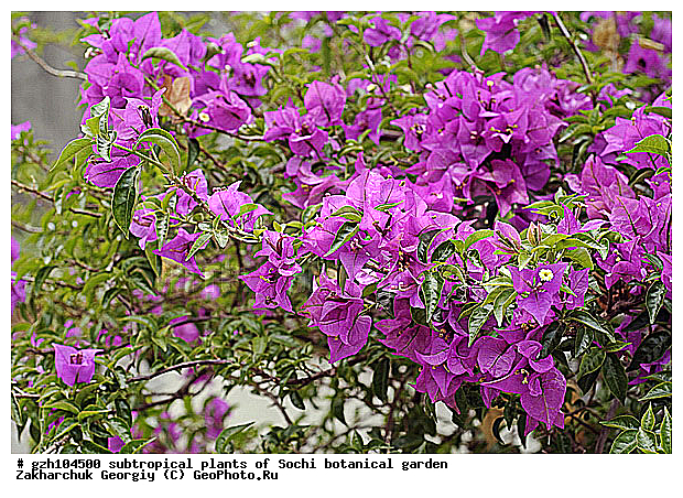 ��������, ������ ������ � ���������� ��� �������������� ��������� ������������ � �������������� �������, ������������� ����, ������, ����, zzz, ��������, �����, ������ ��������, ���������� ��������, ������� ��������, ������� ��������, ��������� ��������, ���������, ����������� ��������, ������, �����, XYZ, ������������, �����������, Nyctaginaceae, ���������� �����, Bougainvillea glabra, �������