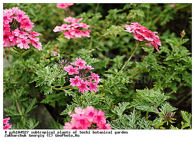 �������, ������ ������ � ���������� ��� �������������� ��������� ������������ � �������������� �������, ������������� ����, ������, ����, �����, zzz