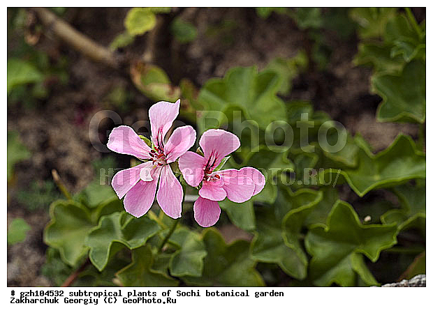 ������, ������ ������ � ���������� ��� �������������� ��������� ������������ � �������������� �������, ������������� ����, ������, ����, zzz