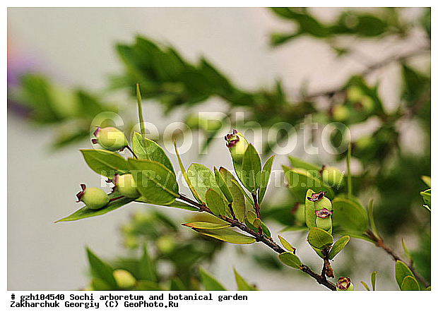 Myrtus, ������ ������ � ���������� ��� �������������� ��������� ������������ � �������������� �������, ������������� ����, ����, ������, ����, zzz