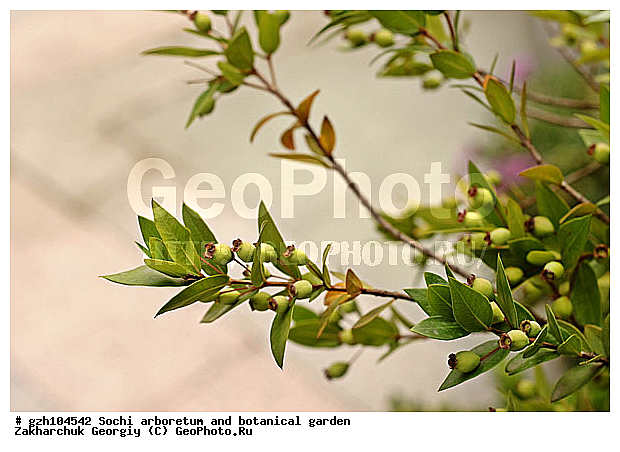 Myrtus, ������ ������ � ���������� ��� �������������� ��������� ������������ � �������������� �������, ������������� ����, ����, ������, ����, zzz