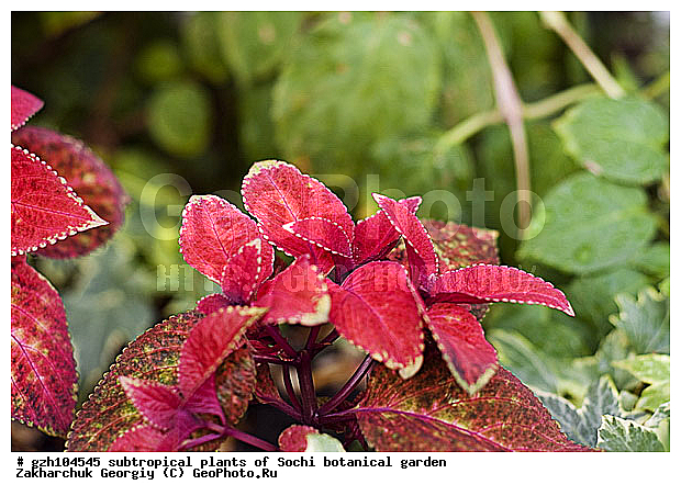 ������ ������ � ���������� ��� �������������� ��������� ������������ � �������������� �������, ������, ������������� ����, ������, ����, zzz