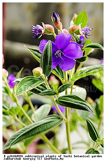 ������ ������ � ���������� ��� �������������� ��������� ������������ � �������������� �������, ������������� ����, ������, ����, ��������, zzz