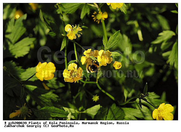 �����, �����, ���������� �������