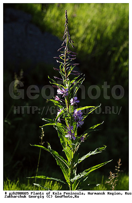 Chamerion angustifolium, ������?, �������