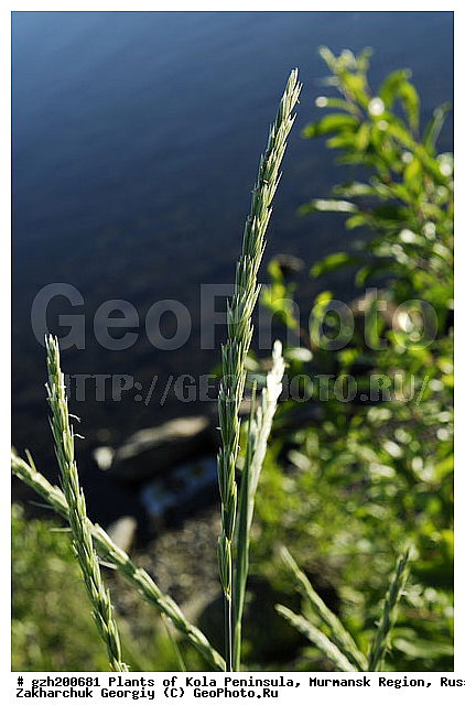 Calamagrostis neglecta, ������ ������������, �������� ����������, ����������� ����������, ������, ��������