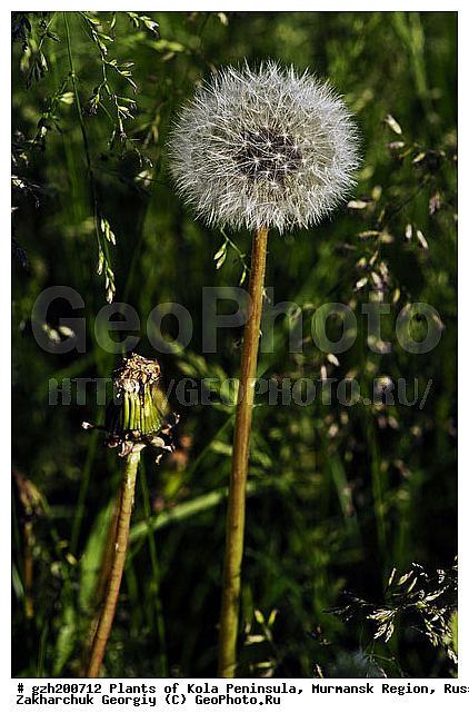 �������� ����������, ������������ �����, ���������� �������, ������, ���������