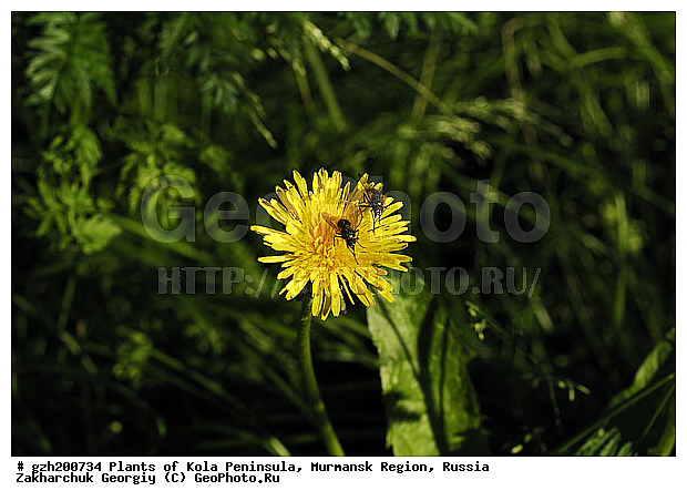 �������� ����������, ������������ �����, ���������� �������, ������, ���� �� ������, ���������, ������