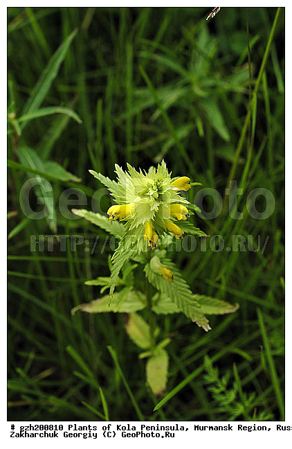 Castillea lapponica, ��������� �����������, �������� ����������, ����������� ����������, ������, ��������