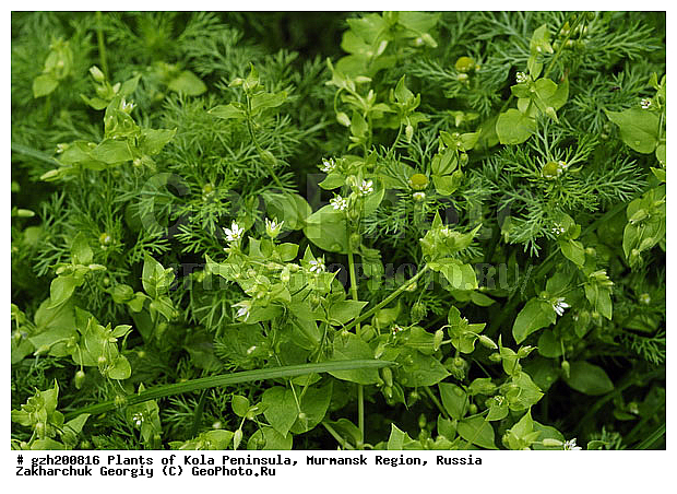 ����������� ����������, ���������� �������, ������, ������ �����������