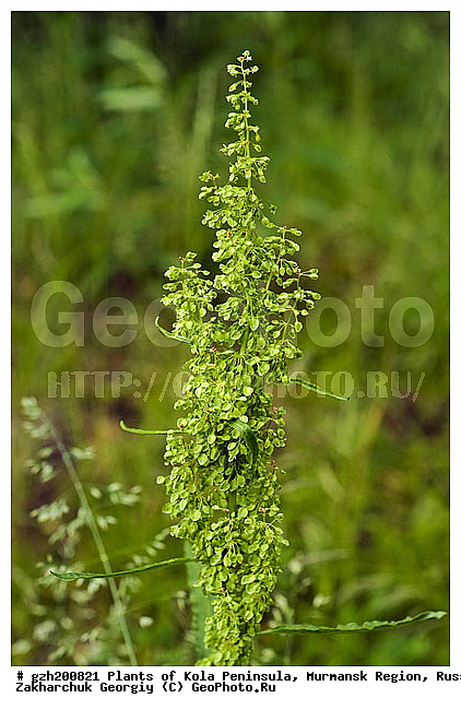 Curled Dock, Curly Dock, Narrow Dock, ������ �������� Rumex crispus Yellow Dock