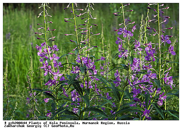 Chamerion angustifolium, Holub, L, ������, �������