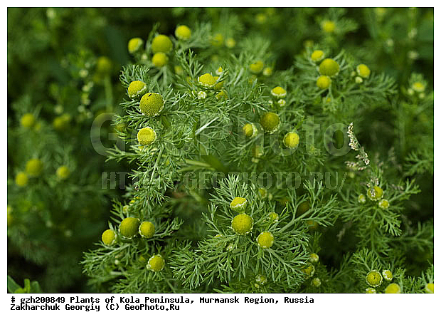 ������������ �����, ���������� �������, ������� ��������, ������