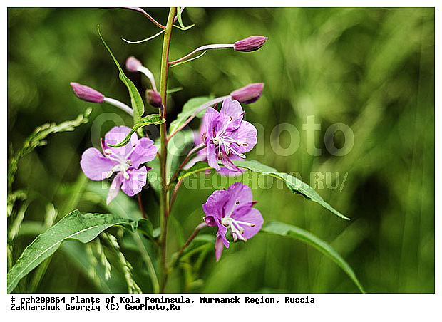 ����������� ����������, ���������� �������, ������