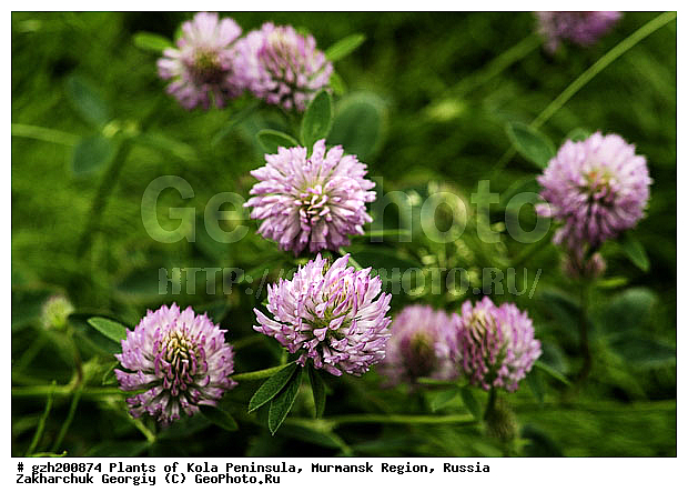 ������, ����������� �����, ���������� �������, ������