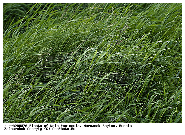 Milium effusum, ��� �����������, ���������� �������, ������, �����