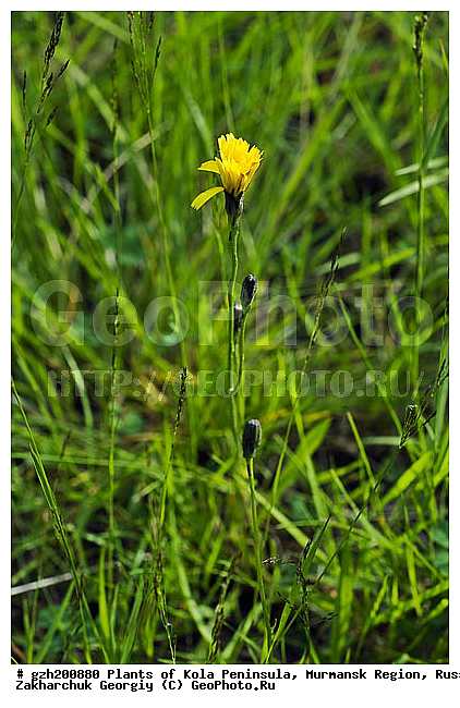 ����������� ����������, ���������� �������, ���� �������� Sonchus arvensis, ������