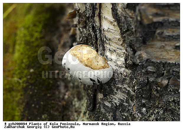 �������� ����������, ����������� ����������, ���������� �������, ������, �������� ��������� Fomes fomentarius
