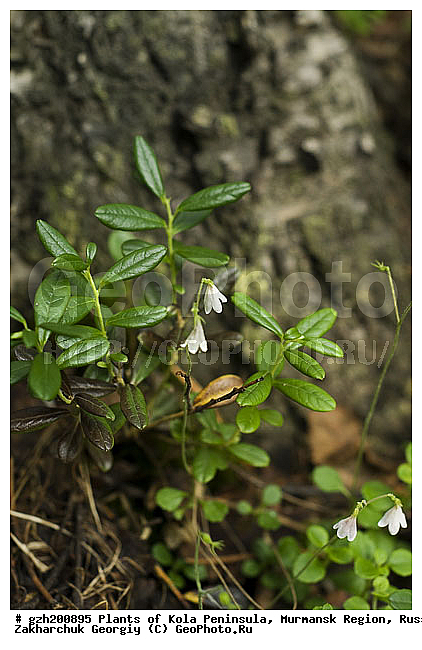 ��������, ����������� ����������, ���������� �������, ������, ������ ��������, �����, ���������� ��������, ������������ ��������, ������������ ��������, XYZ, ����������, Ericaceae, ��������, Vaccinium vitis-idaea, ������ ��������, �����, ���������� ��������, ������������ ��������, ������������ ��������, XYZ, ����������, Ericaceae, ��������, Vaccinium vitis-idaea