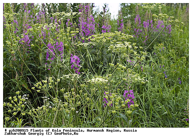 ����������� ����������, ���������� �������, ������, �����������