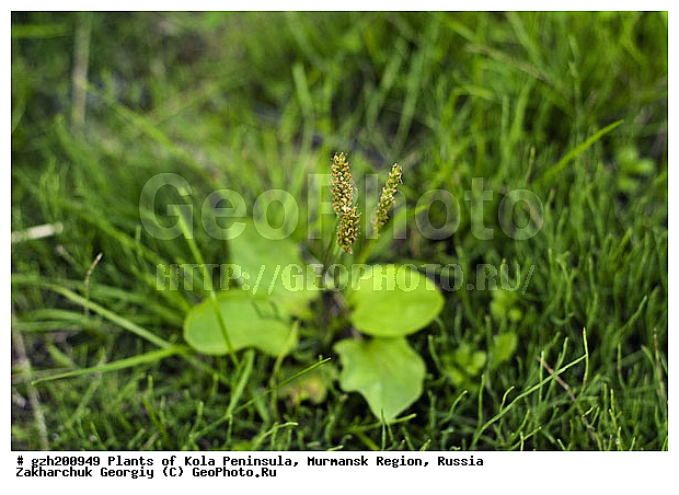 Plantaginaceae, ���������� ������� planta, �������� ��������� ��������������