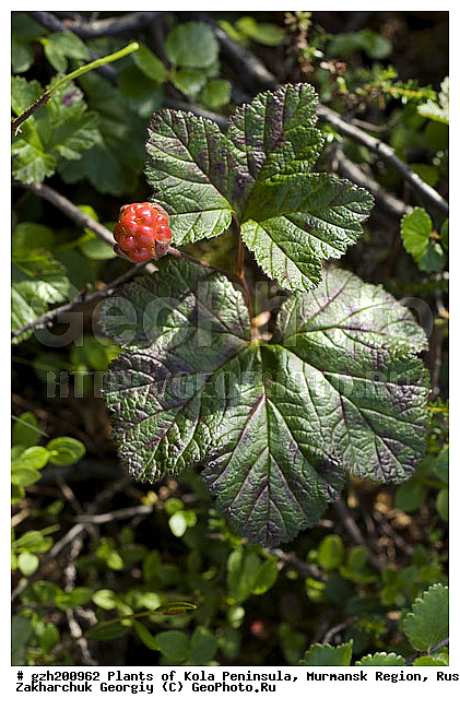 Rubus chamaemorus, ����������� ����������, �������, ���������� �������, ������, �����, ������, ������ ��������, �����, ���������� ��������, ������������ ��������, ������������ ��������, ����, �����, �����, �����, XYZ, ������������, �������, �����������, Rosaceae, �������, ������� �����������, ������� ������������, Rubus chamaemorus