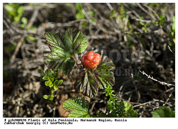 Rubus chamaemorus, ����������� ����������, �������, ���������� �������, ������, �����, ������, ������ ��������, �����, ���������� ��������, ������������ ��������, ������������ ��������, ����, �����, �����, �����, XYZ, ������������, �������, �����������, Rosaceae, �������, ������� �����������, ������� ������������, Rubus chamaemorus