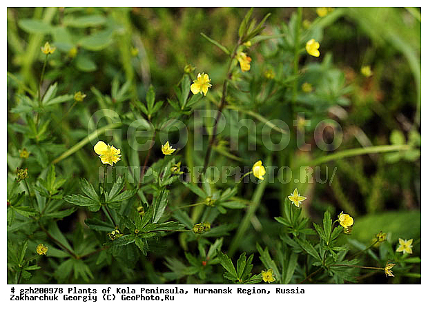 Potentilla erecta, �������� ����������, ����������� ����������, �������� ������������, ������, ��������