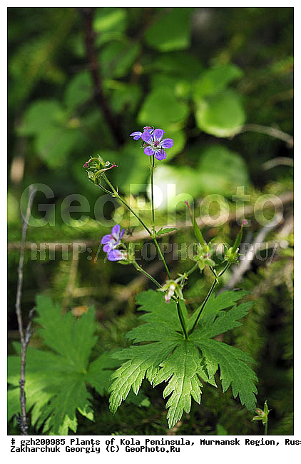 Geranium robertiaimm L, ������