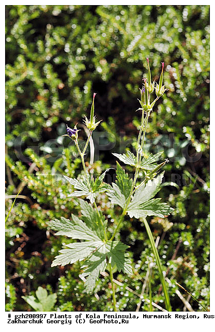 Geranium robertiaimm, ������