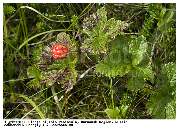 Rubus chamaemorus, ����������� ����������, �������, ���������� �������, ������, �����, ������, ������ ��������, �����, ���������� ��������, ������������ ��������, ������������ ��������, ����, �����, �����, �����, XYZ, ������������, �������, �����������, Rosaceae, �������, ������� �����������, ������� ������������, Rubus chamaemorus