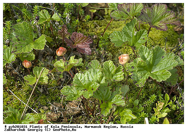 Rubus chamaemorus, ����������� ����������, �������, ���������� �������, ������, �����, ������, ������ ��������, �����, ���������� ��������, ������������ ��������, ������������ ��������, ����, �����, �����, �����, XYZ, ������������, �������, �����������, Rosaceae, �������, ������� �����������, ������� ������������, Rubus chamaemorus