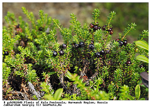 Empetrum nigrum, ��������, ��������, ����� ������
