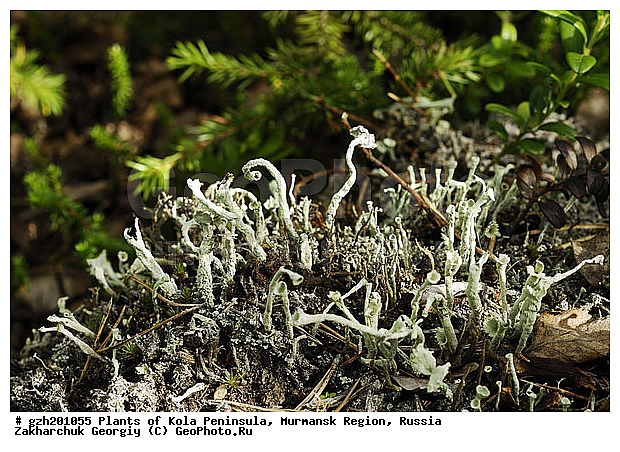 �������� ����������� Cladonia coccifera, ����������� ����������, �����������, ���������� �������, ������