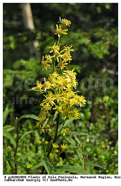Solidago virgaurea, ������� �����, �������� ����������, ����������� ����������, ������, ��������