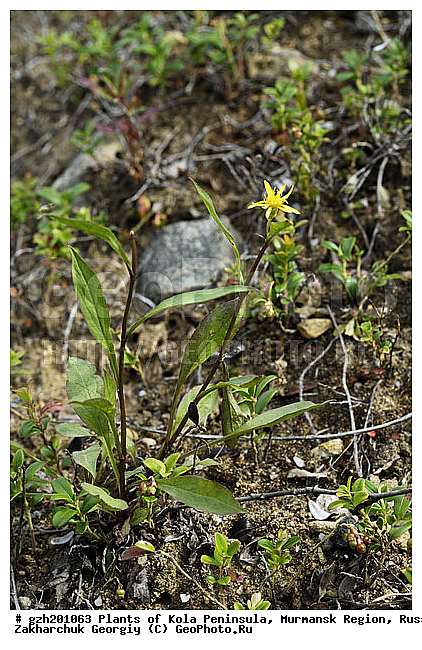 Solidago lapponica ���������� �����������, ���������� �����, ���������� �������, ������