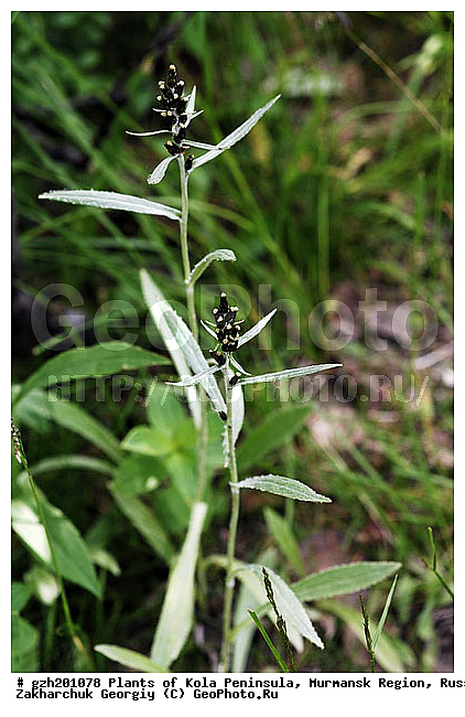 ����������� ����������, ���������� �������, �������� ���������� Gnaphalium norvegicum Gunn ������